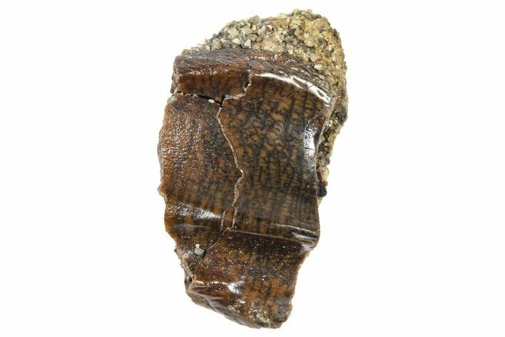 Fossil Triceratops Shed Tooth - Wyoming #364342